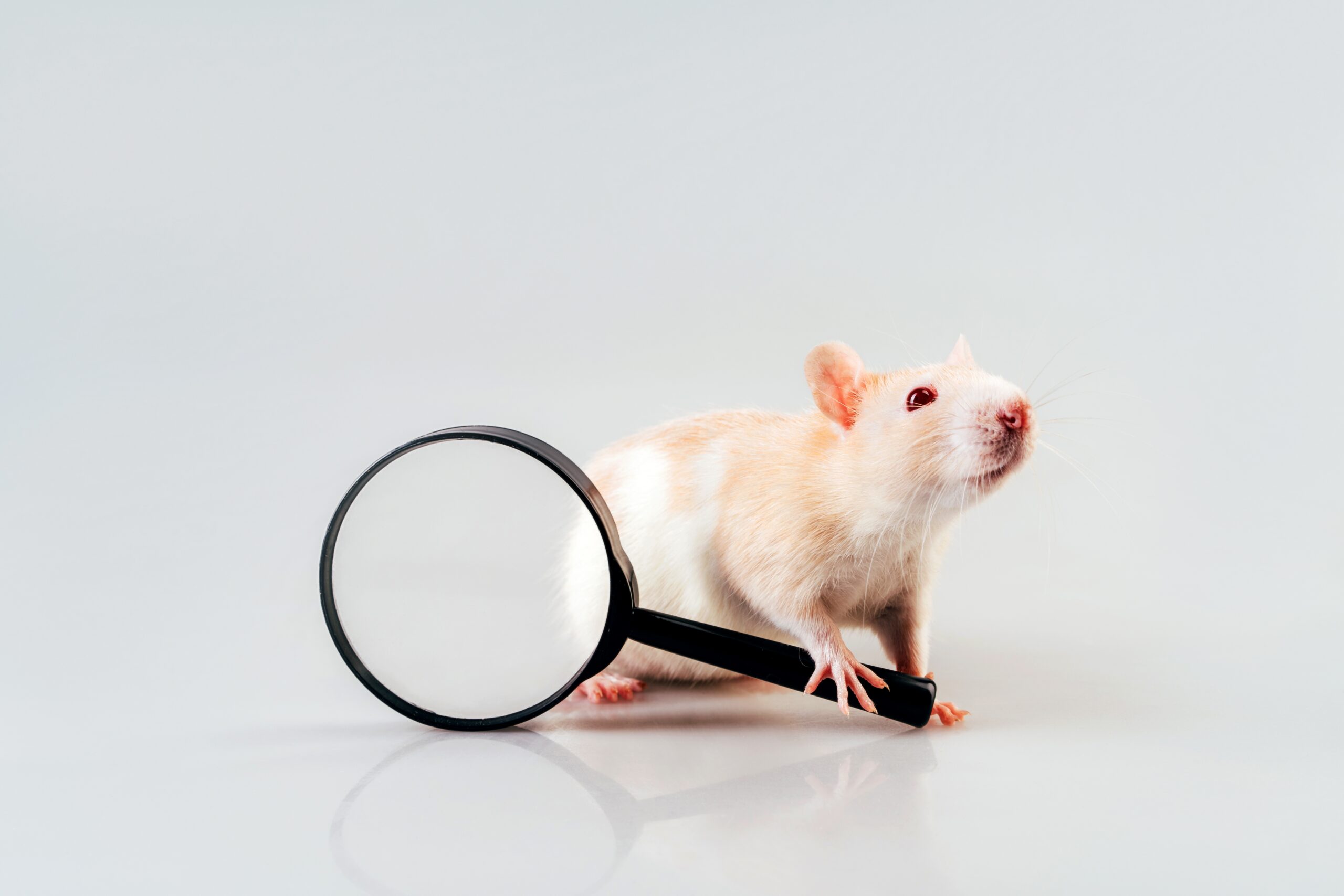 white-beige-rat-sitting-with-a-large-magnifying-ma-2024-10-18-06-51-35-utc white-beige-rat-sitting-with-a-large-magnifying-ma-2024-10-18-06-51-35-utc