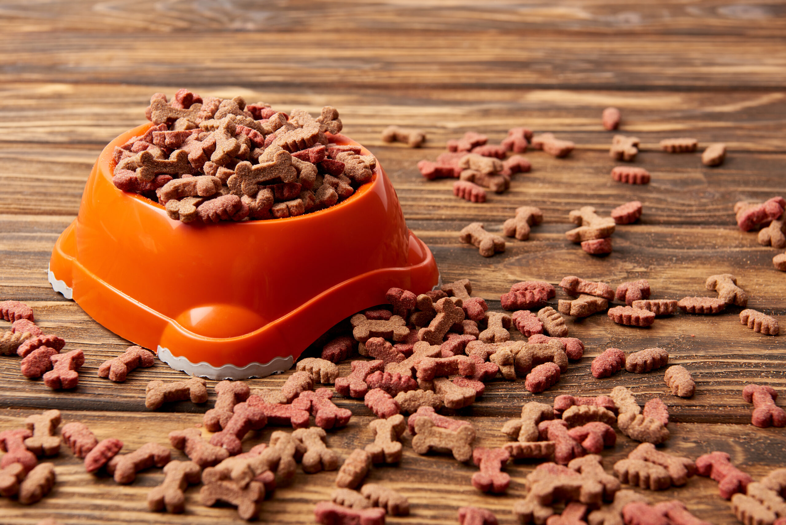 plastic bowl with pile of dog food on wooden table plastic bowl with pile of dog food on wooden table